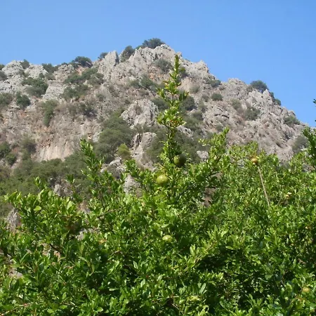 Narcicegi Чирали