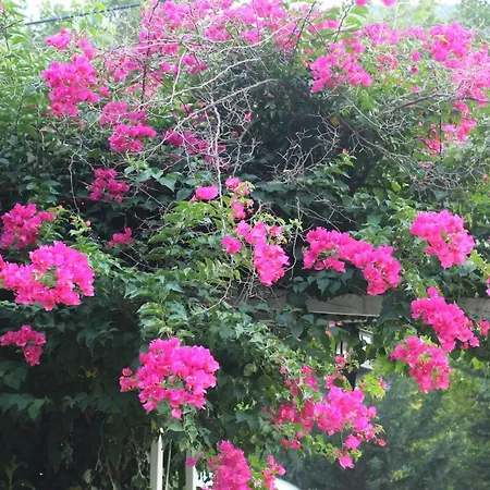 Narcicegi Parc de vacanță