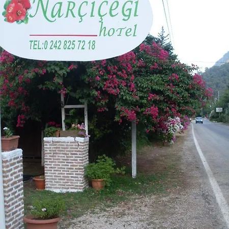 Narcicegi