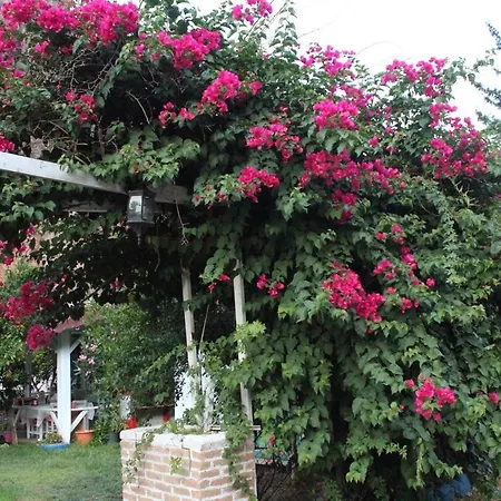 Narcicegi Parc de vacanță *