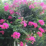 Narcicegi Tatil parkı