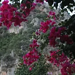 Narcicegi Çıralı